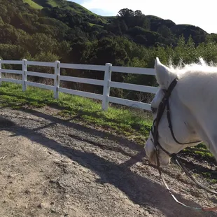 Happy pony on the trail.