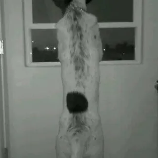 A M.