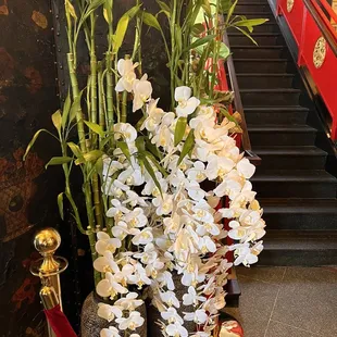 a bunch of white flowers
