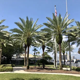 palm trees in the foreground