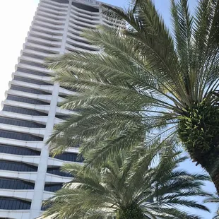 palm trees in front of a building