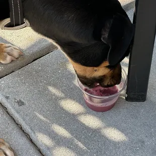 yes, we gave some to our dog as a treat. They don&apos;t have pup cups.