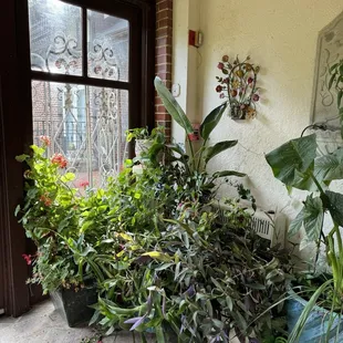 Loooove the indoor plants they have in the atrium! So cozy and beautiful