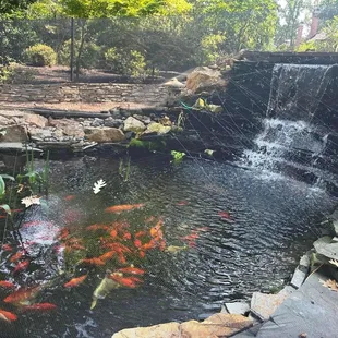 Coy pond