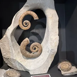Fossil