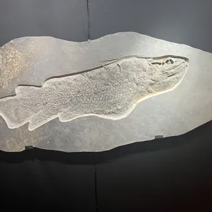 Fossil