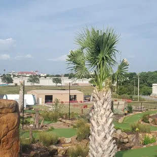 a palm tree in the foreground