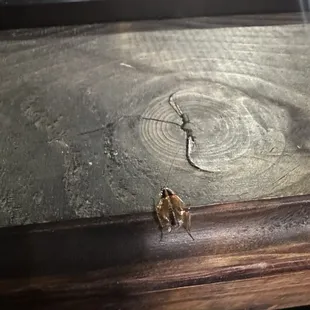 Alive roach on the window sill