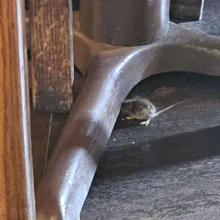 There was a mouse on the floor. They did give me a free meal. Not going back.