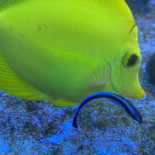 They have this fish in the restaurant