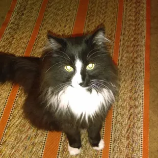 a black and white cat sitting on a rug