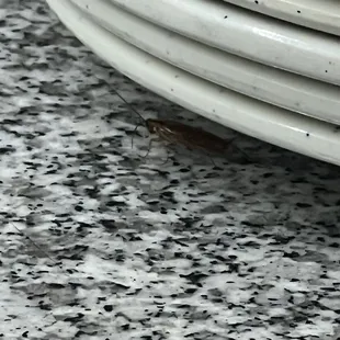 Cockroach under the plates