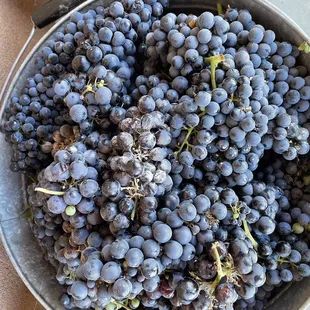 The bucket of grapes before the stomping.