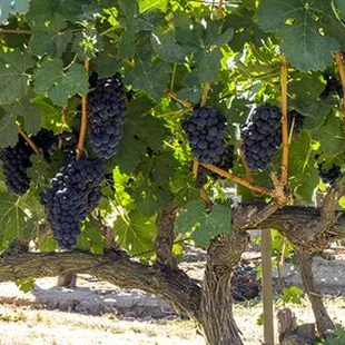 Petite Sirah, planted 1970