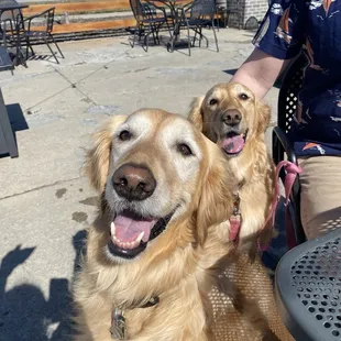 Dog friendly inside and outside!