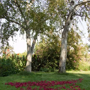 Exchanging vows under the lovely birch tree with Mason jars filled with fairy lights over our heads