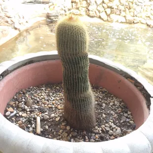 a cactus in a pot