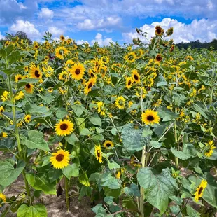 Sunflower Garden