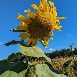 Sunflowers here!!!!!!