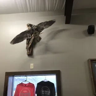 a hawk mounted on a wall
