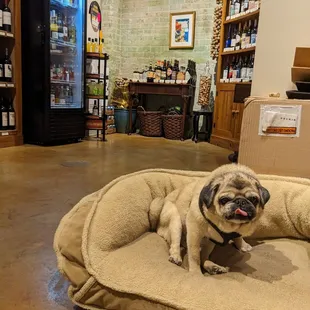 Shop pug