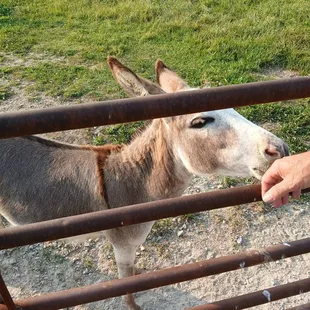 Yes they have Donkeys