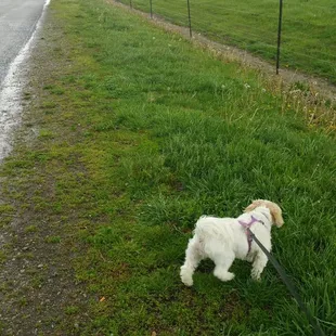 Puppy added for perspective. She's 9 lbs.