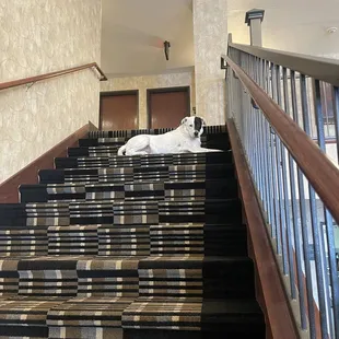 Dozer found a comfy spot lol