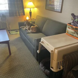 Dolly loves to watch tv from the couch in our double queen whirlpool suite