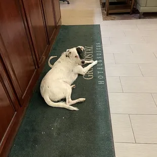 Dozer thinks he's the new greeter