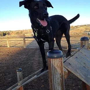 Sadie on the agility course!