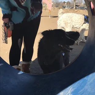 Kira at Grandview Dog Park