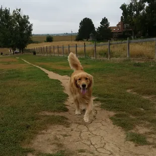 Great day at the dog park!