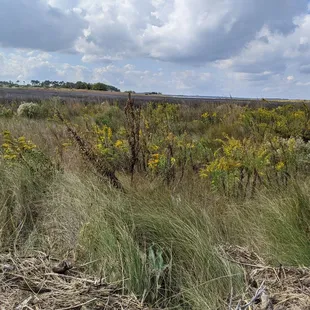 Marsh
