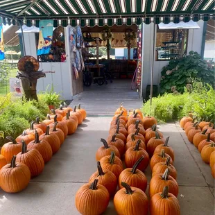 pumpkins on display