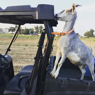a goat standing on the back of a golf cart