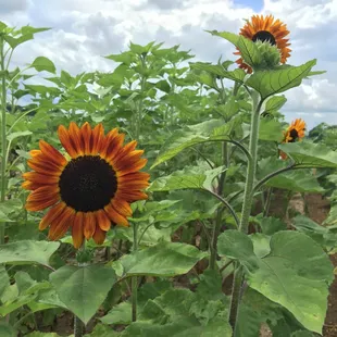 a field of sunflowers
