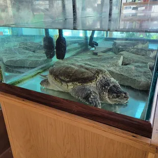 Snapping turtle