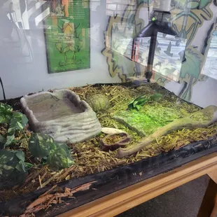 Box turtle