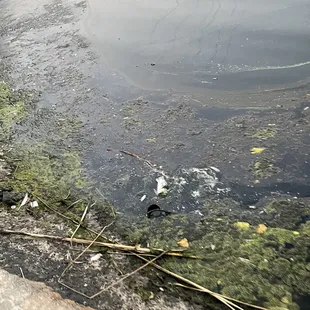 all the dead fish fluids everywhere smell ain&apos;t pretty