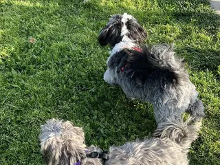 Glenbrook Dog Park