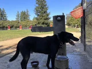 The Bark Park