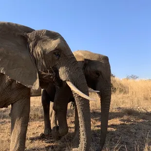 two elephants in the wild