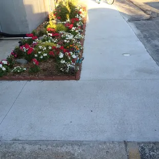 New sidewalk and landscaping for the back entrance / exit.