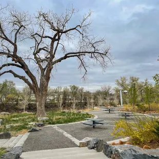 Picnic tables and large tree