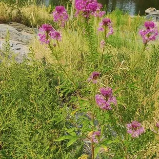 Wildflowers