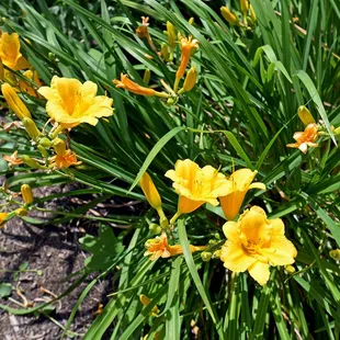 Radiant Daffodils at the Grant Street Inn.