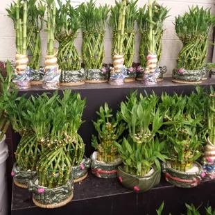 Whoa.  Very reasonable prices for lucky bamboo.  The bigger ones pictures are only  $12 to $16!