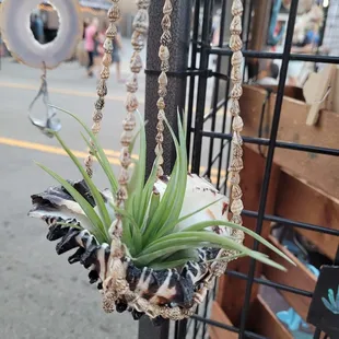 Air plants