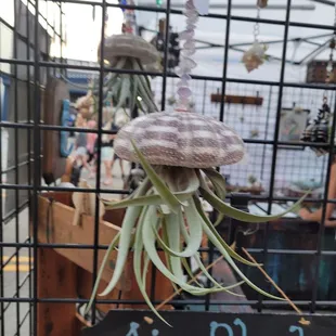 Air plants
